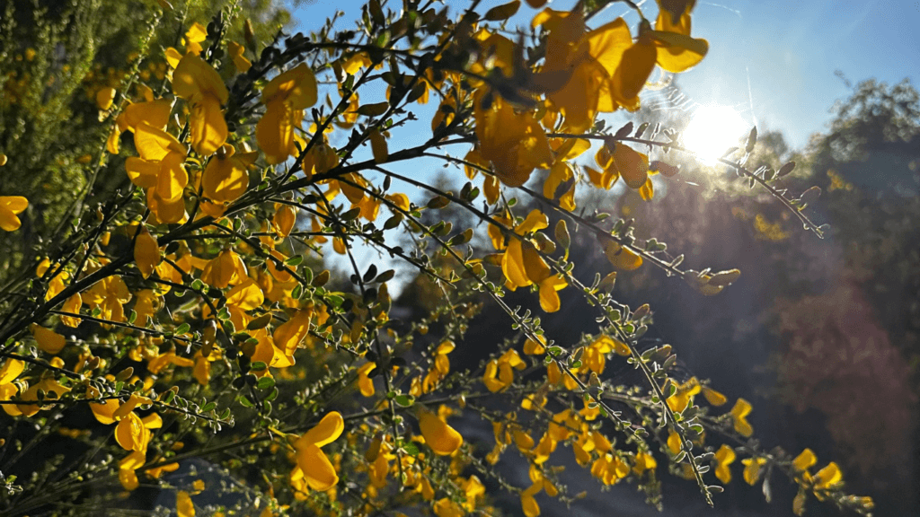 SilaGO - Ginestre sulle sponde del lago