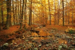Foliage in Sila nei boschi