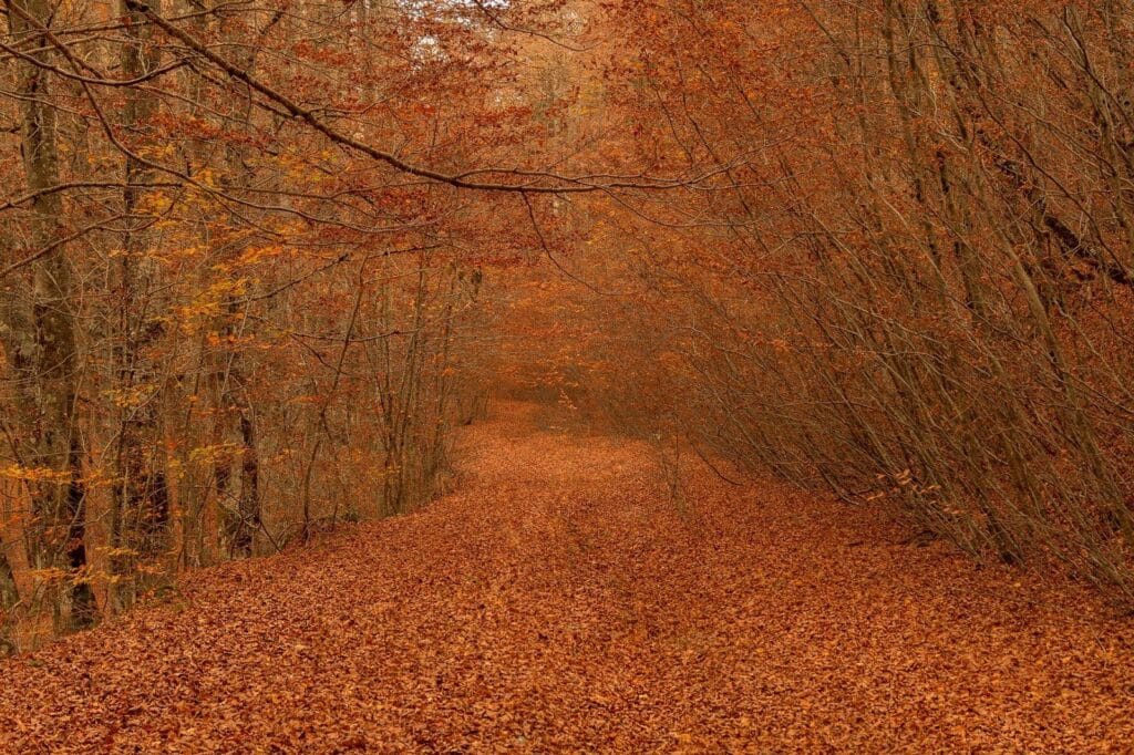 Strada nel bosco immersa nel foliage della Sila