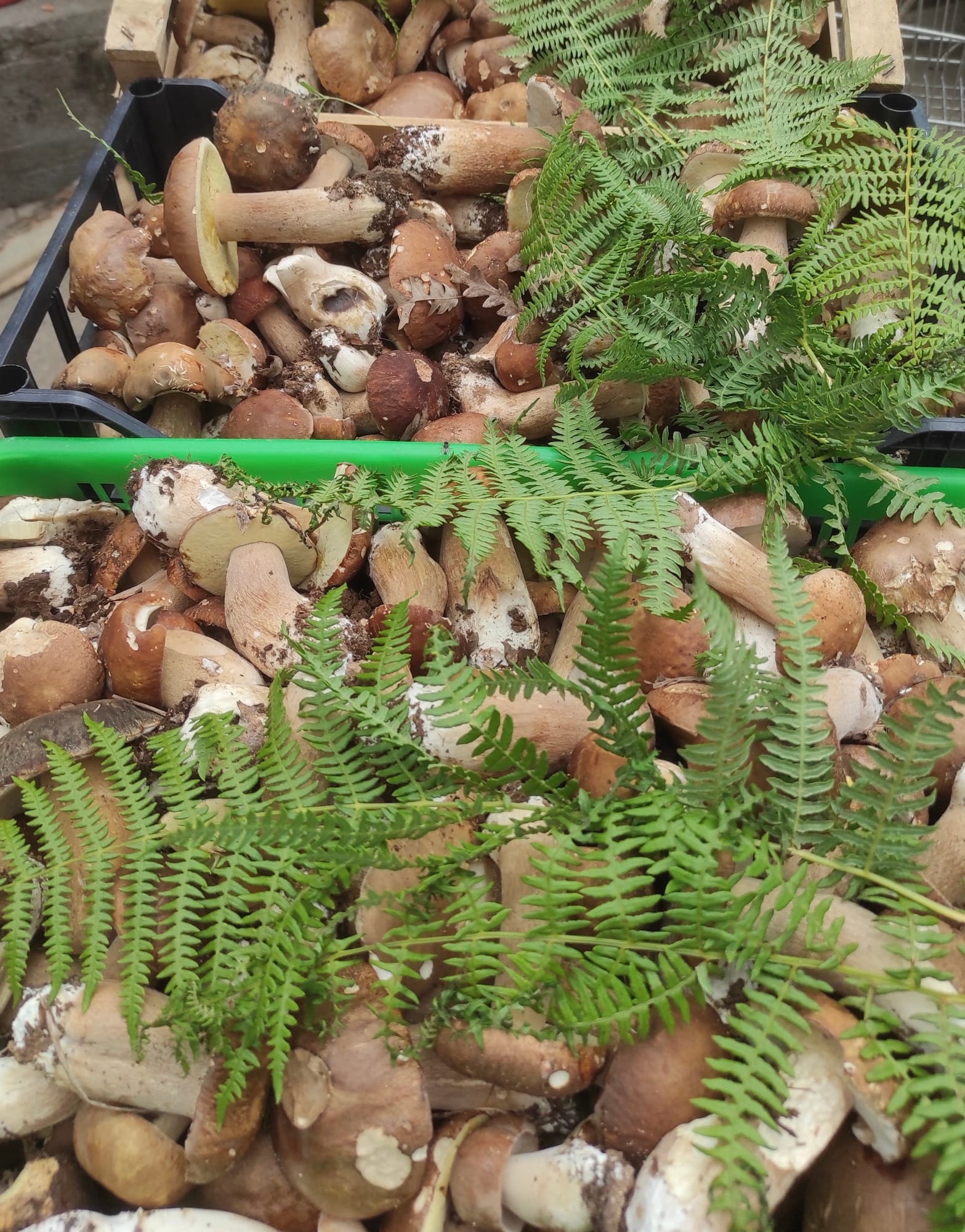 Funghi Porcini freschi usati nei vari stand della Sagra del Fungo a Camigliatello Silano