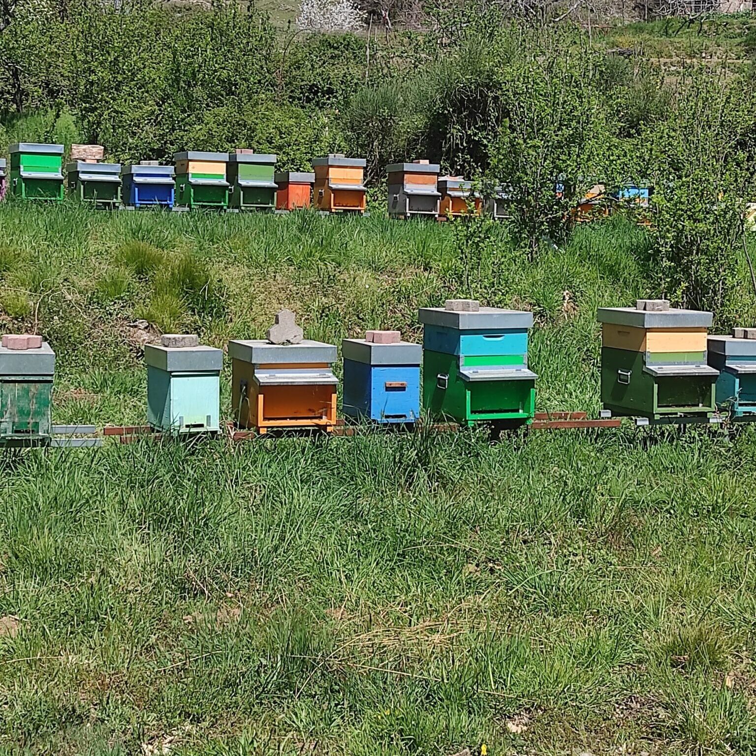 Arnie di api per miele della Sila - Prodotti tipici della Calabria