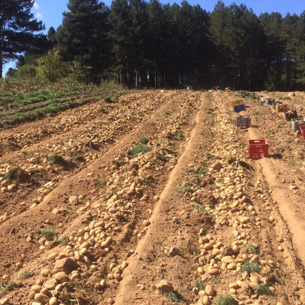Patate della Sila in campo di coltivazione - Prodotti tipici della Calabria